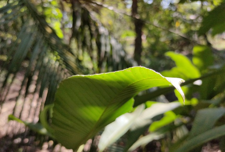 green leaf ?