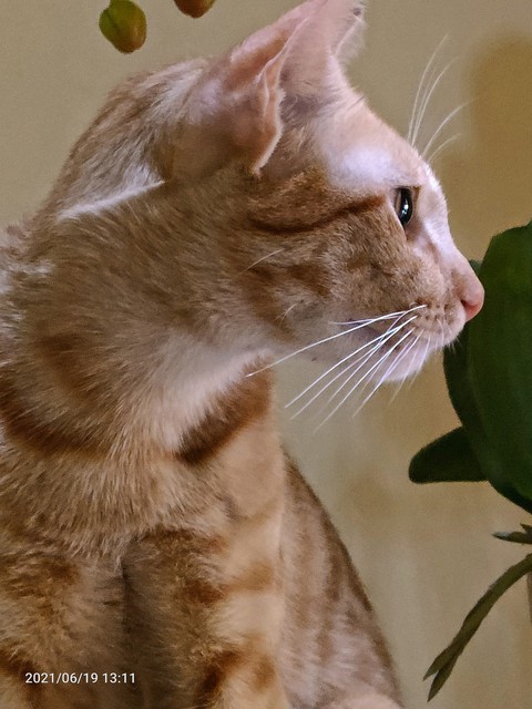 Le Cat