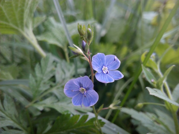 Spring flowers