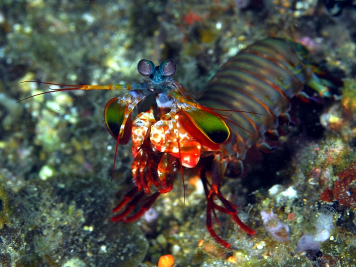 Shrimp Fish