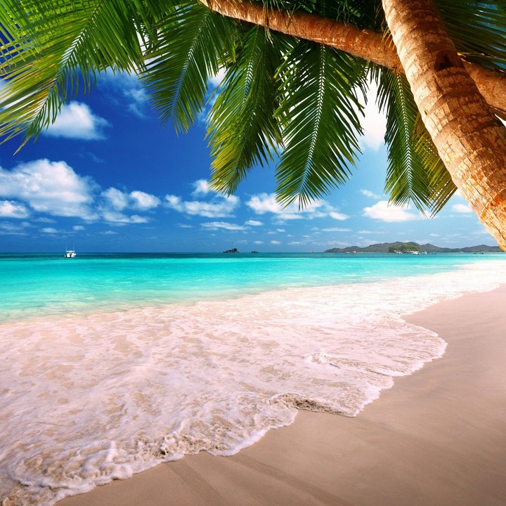 Island Life