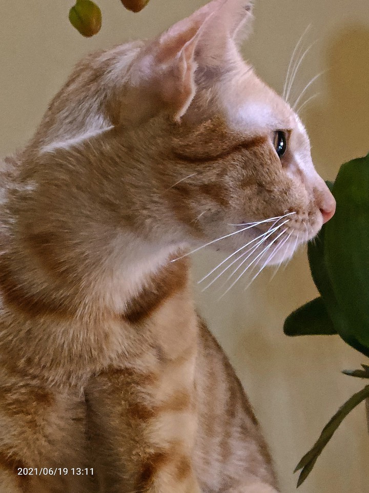 Le Cat