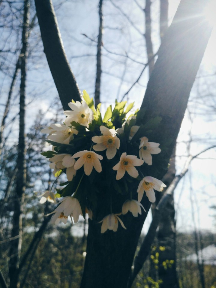 snowdrops