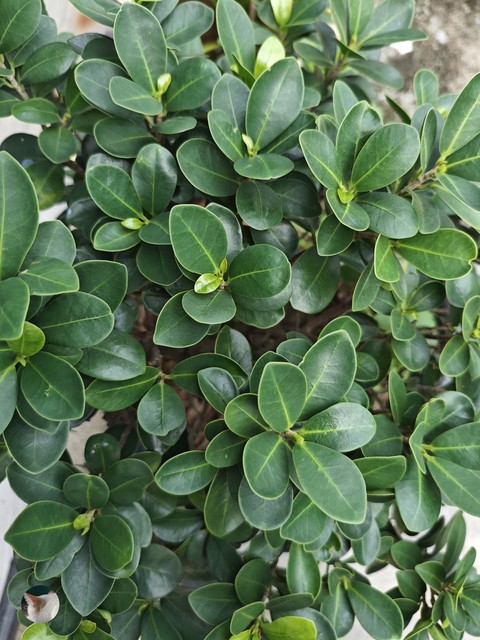 daphnes, manzanitas壁紙