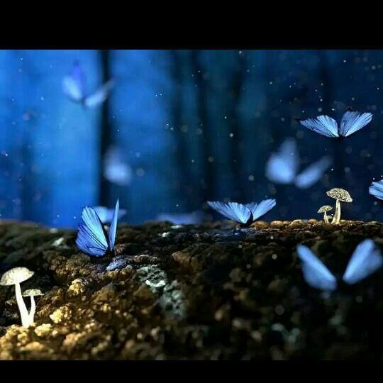 butterfly's