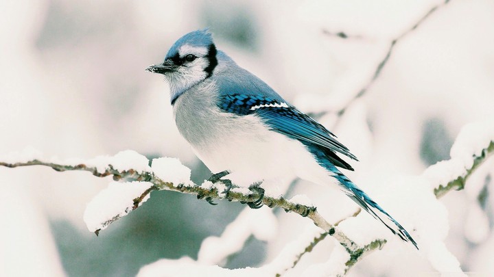 birf