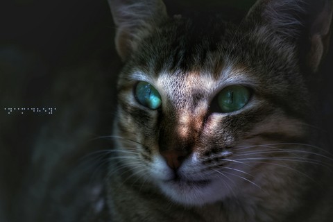 cat eye
