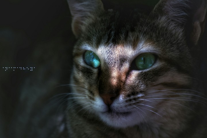 cat eye