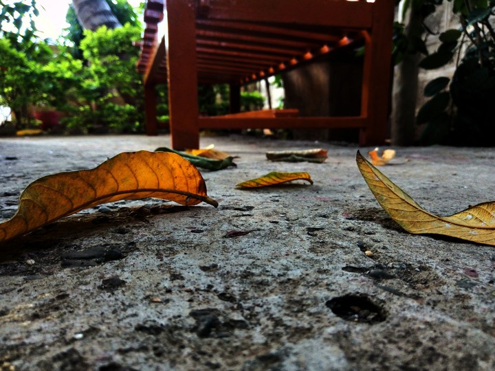 leaves