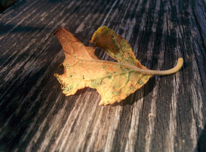 Automne