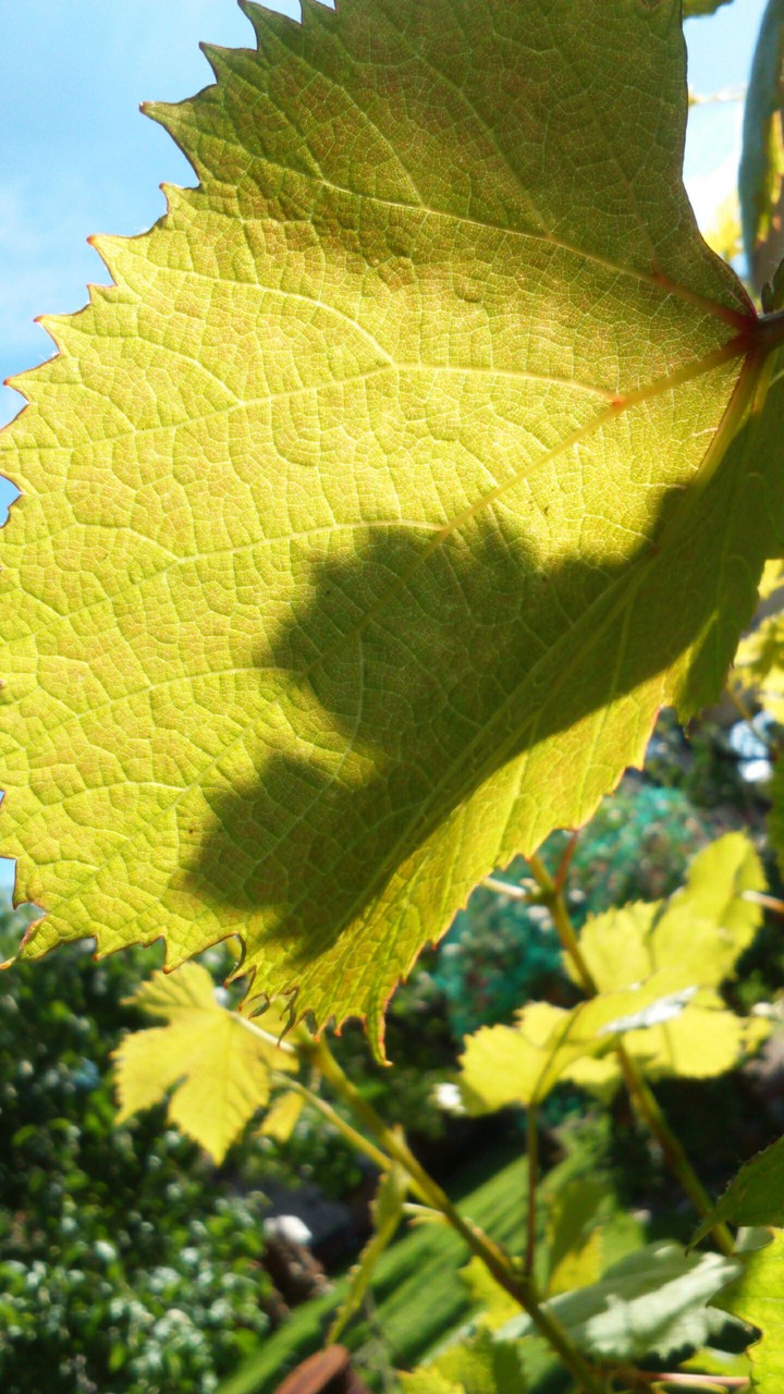 Grape leaves