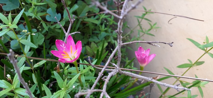 Lilly