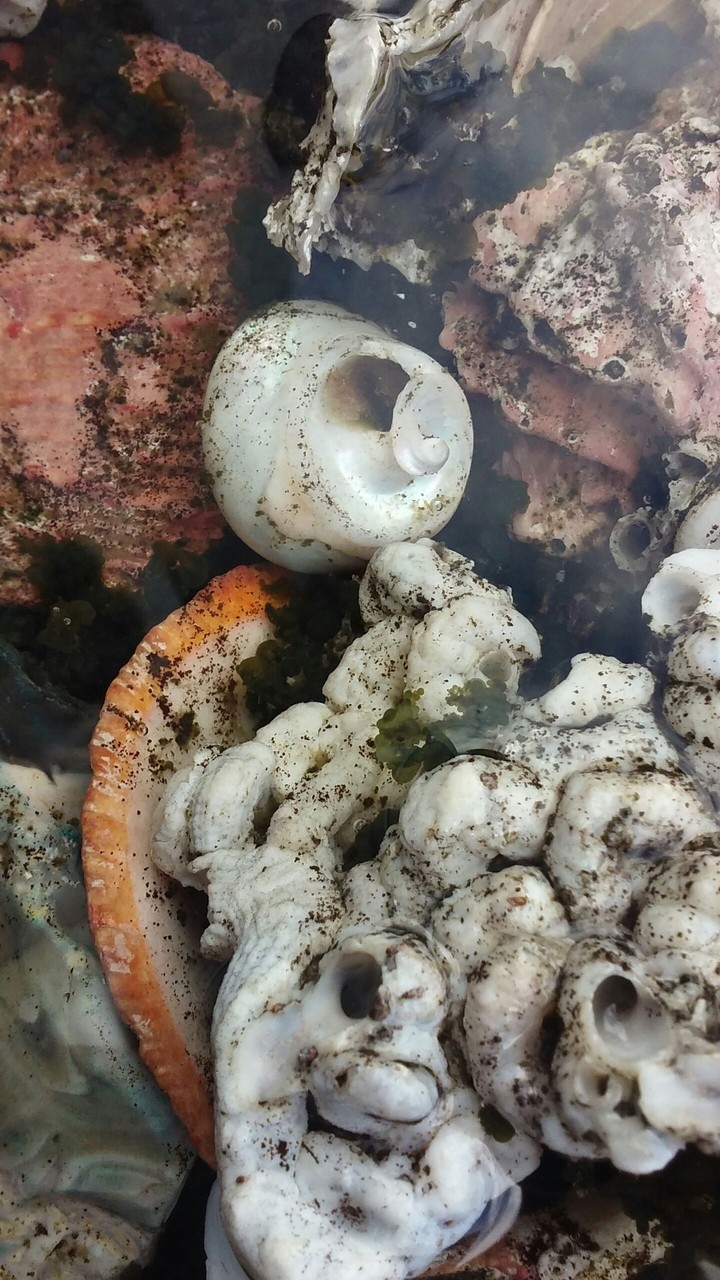 sea shells