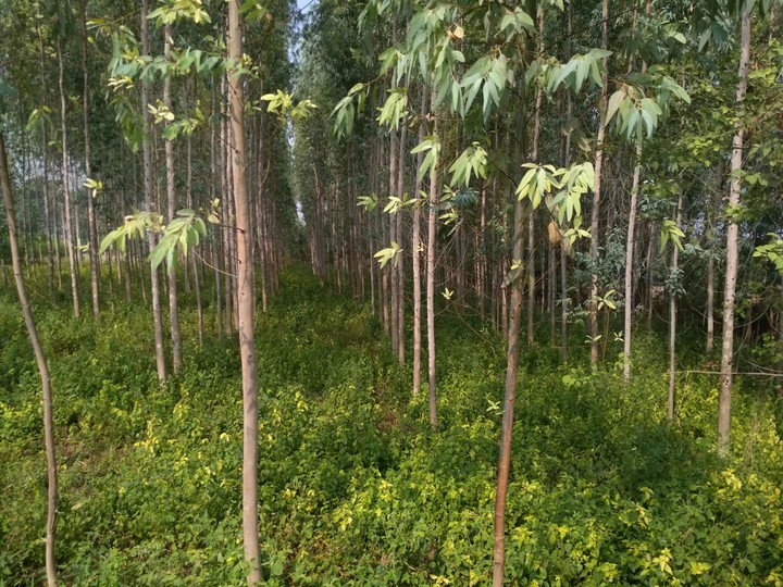 Greenery