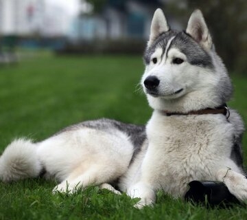 beautiful dog