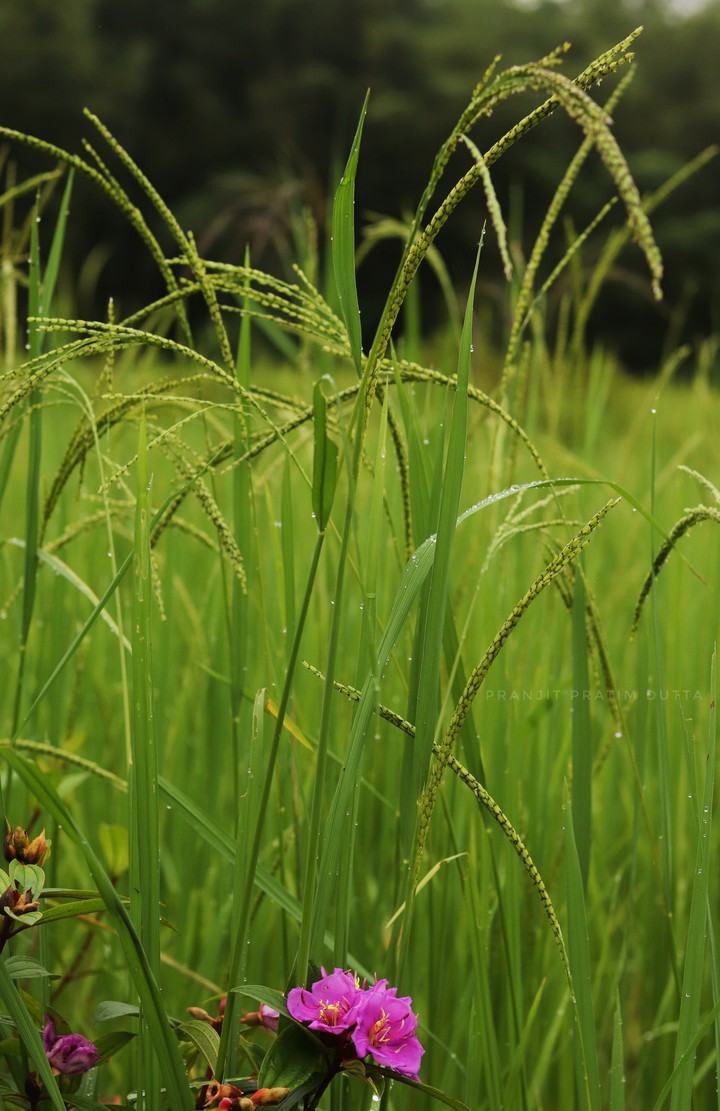 Dews on Hues