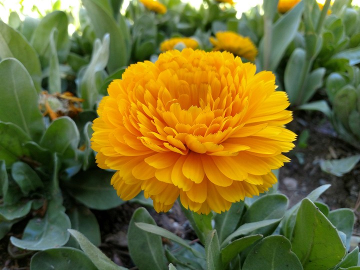 Flower