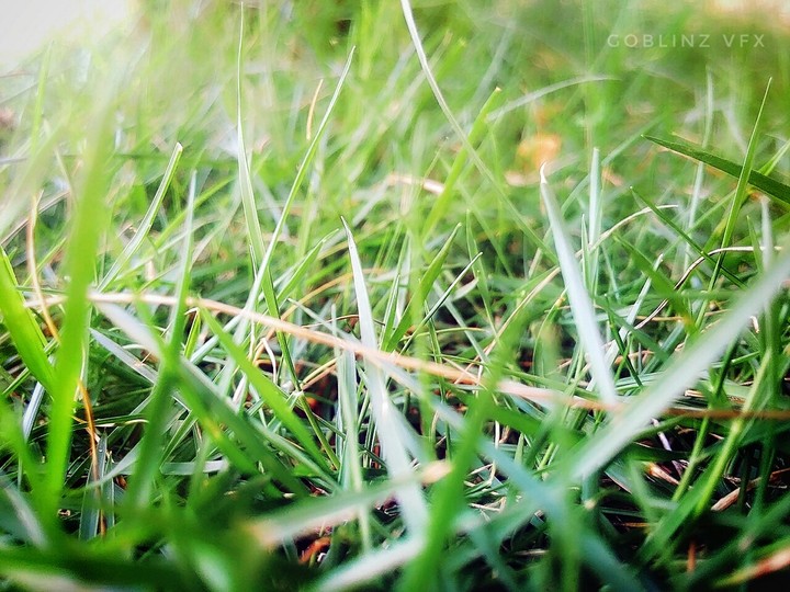 grass