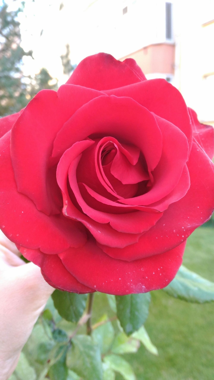 rose