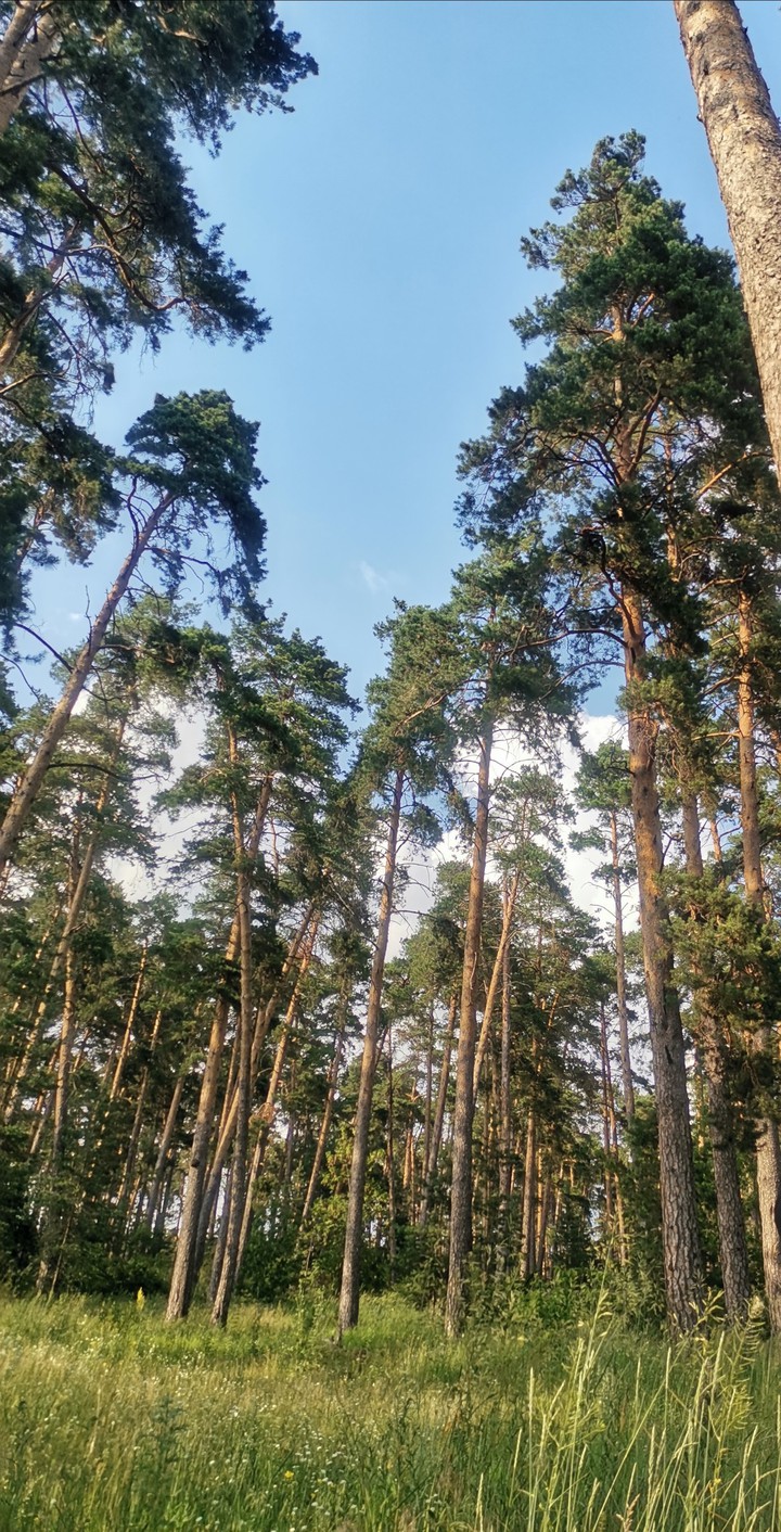 Woods