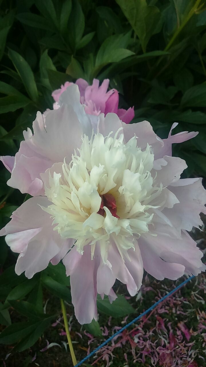 Blossom