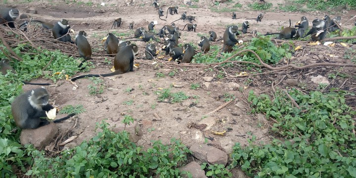 monkey business