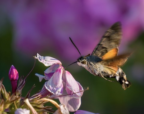 sfondi plant, insect