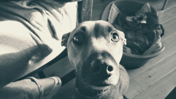 i love my dog