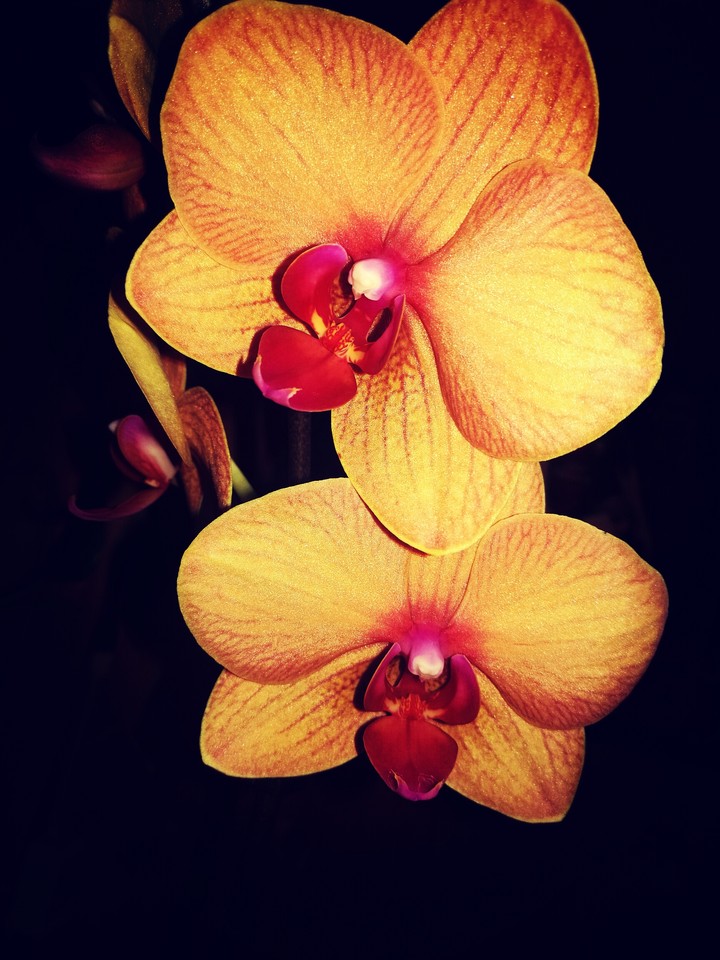 Orchidea