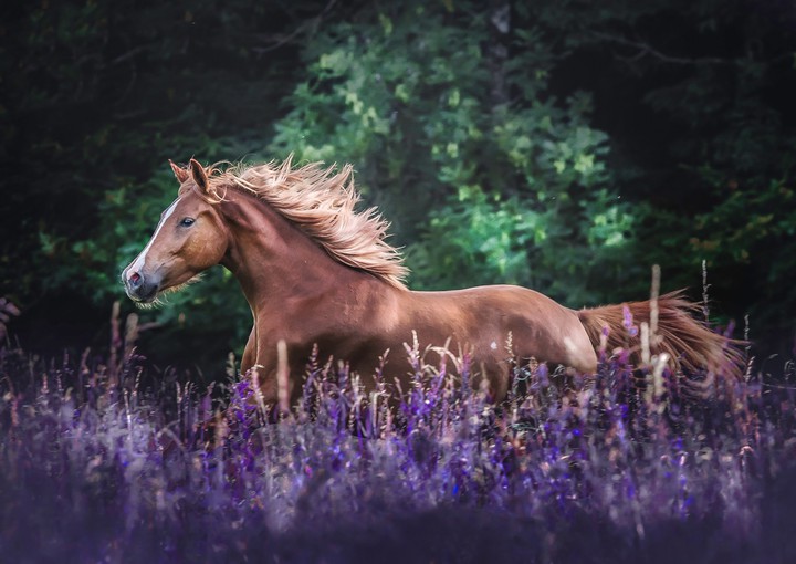 Horse...