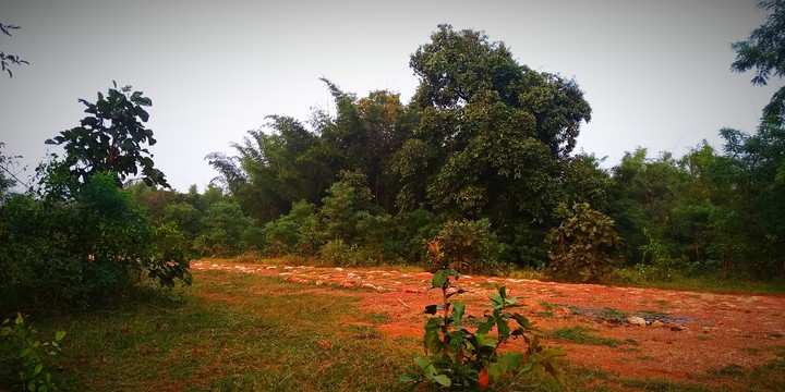forest