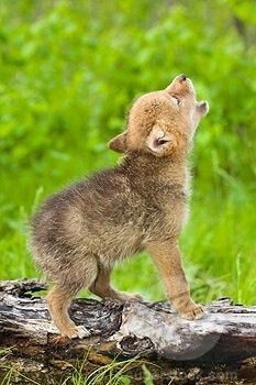 baby wolf howl for life