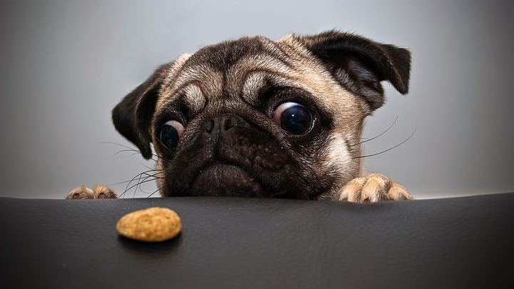 Funny Dog ??