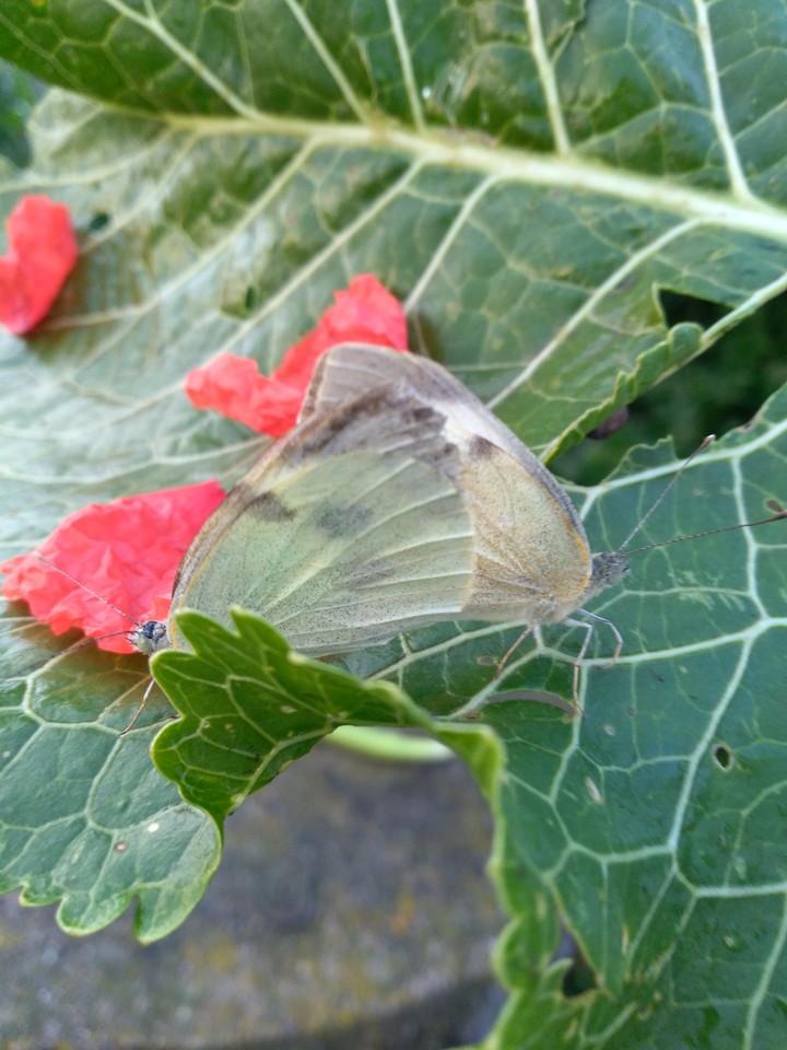 butterfly
