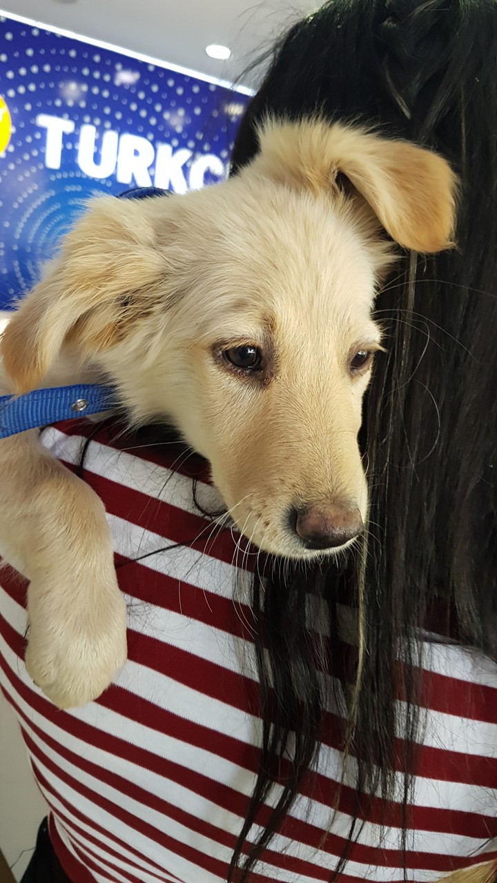 Masum bir Köpek