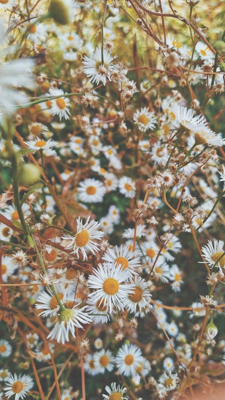 floral