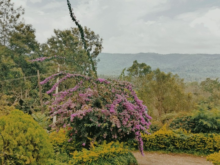 tea estate