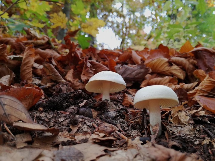 mushrooms