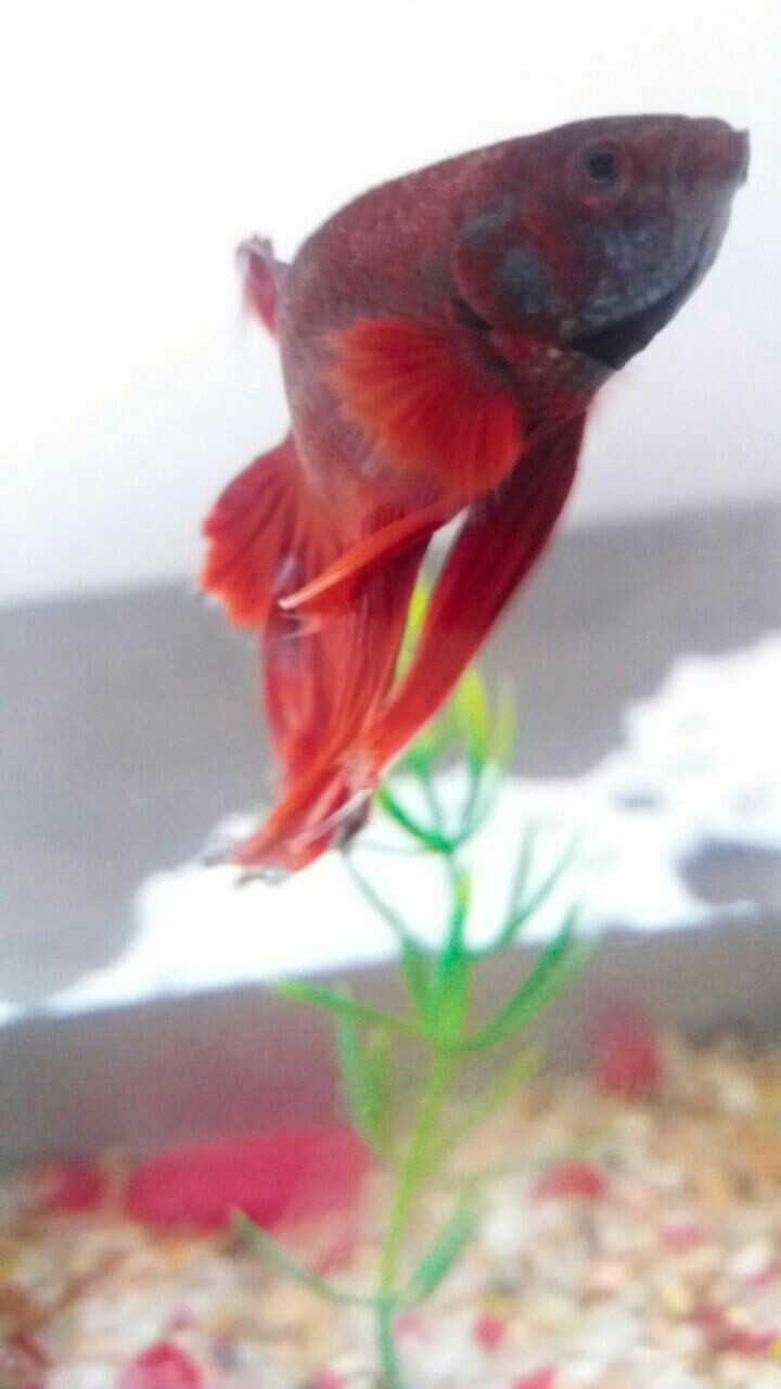 peixe