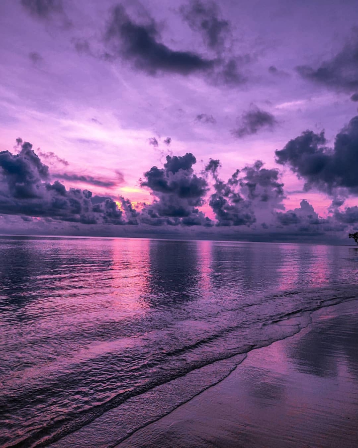 Purple shades
