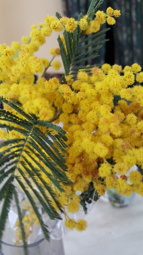 mimosa