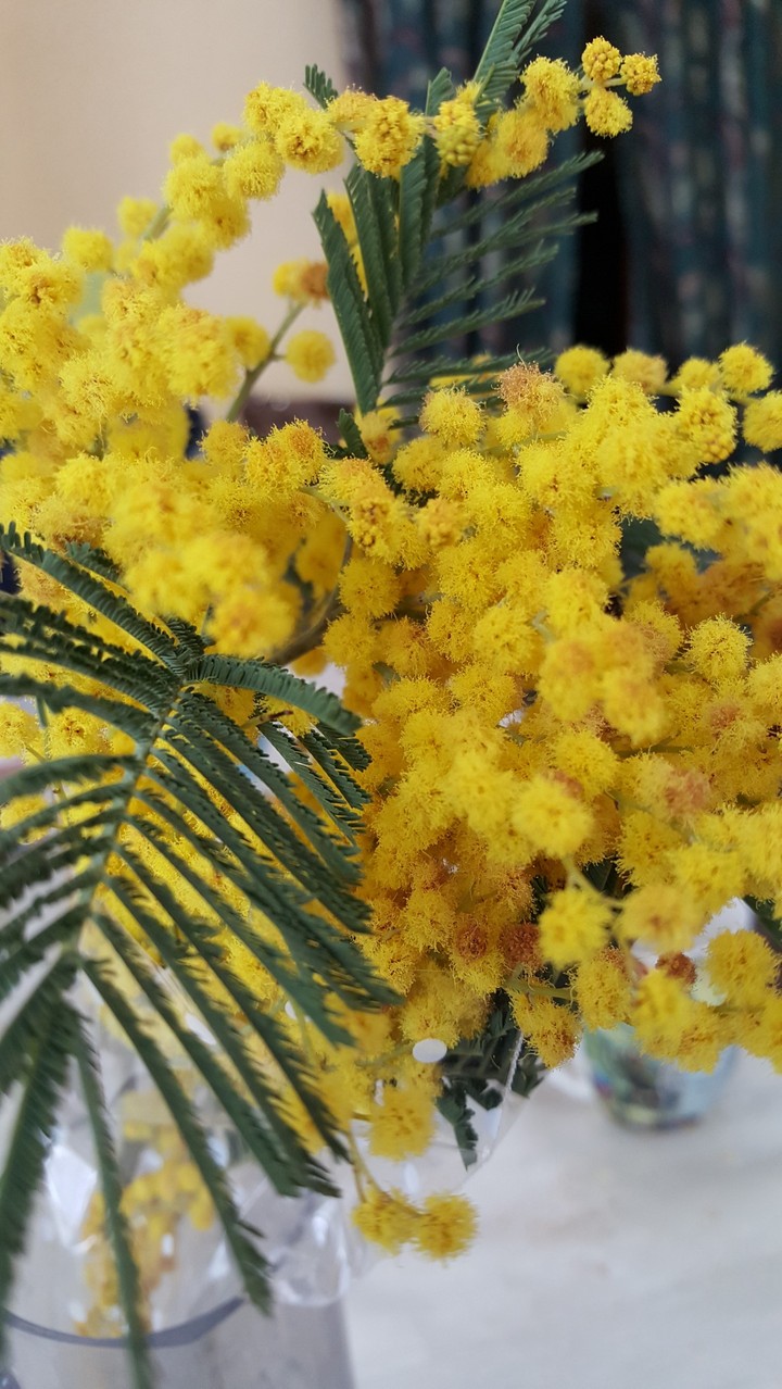 mimosa