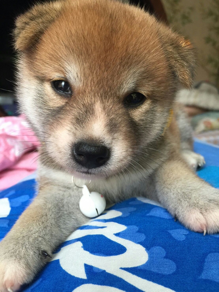 DOG柴