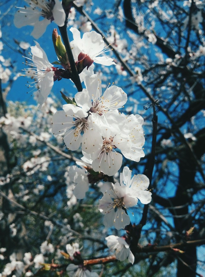 magic blossom