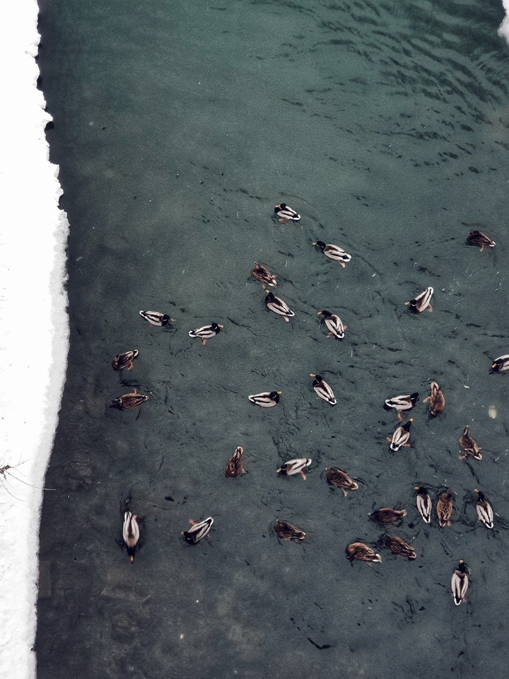 Winter birds in Siberia