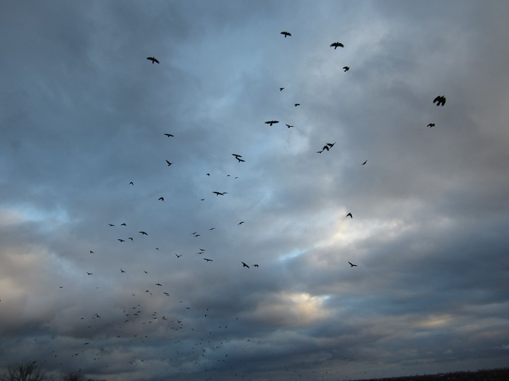 Crows