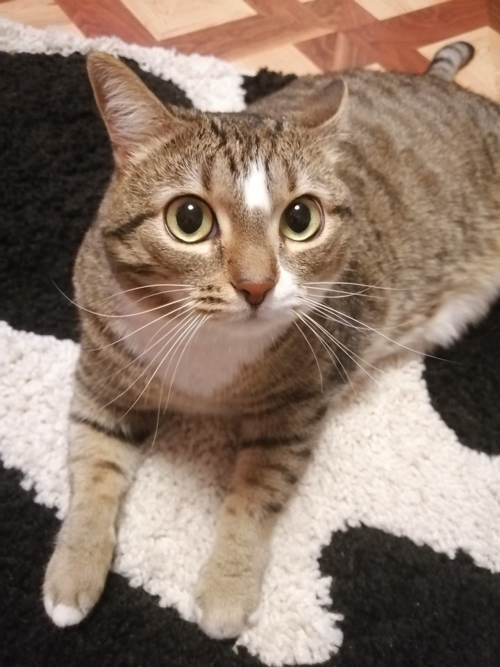 котик
