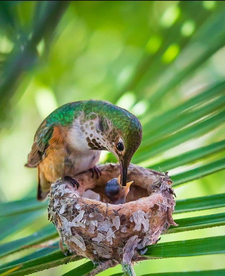 sah(spid)