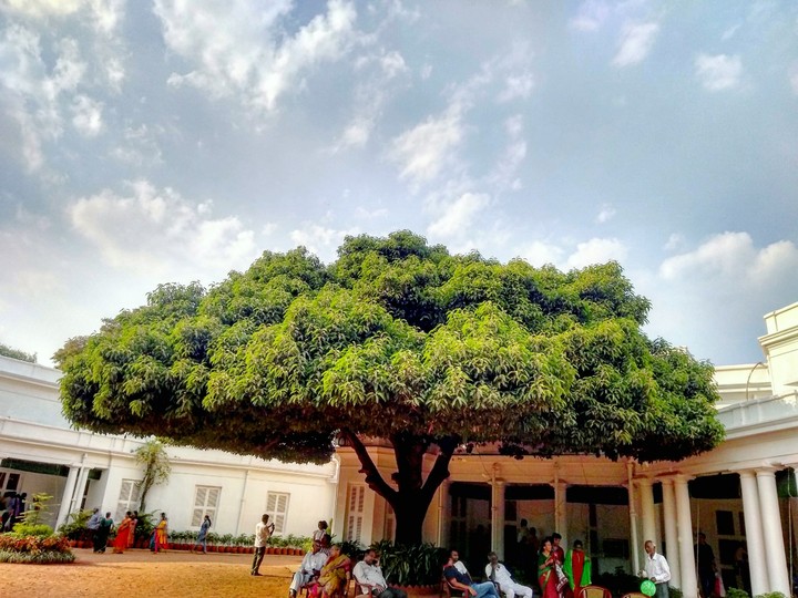 tree