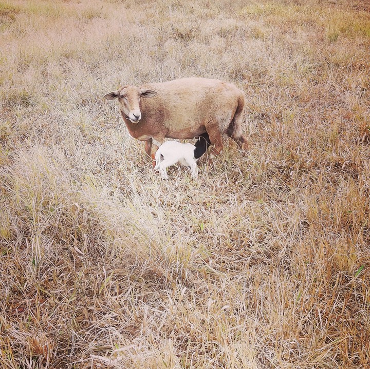 The Sheep